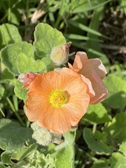 Sphaeralcea lindheimeri