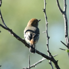 Knipolegus striaticeps