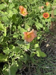 Sphaeralcea lindheimeri
