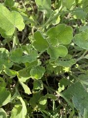 Sphaeralcea lindheimeri
