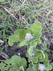 Sphaeralcea lindheimeri