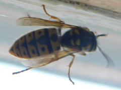 Vespula germanica