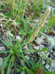 Plantago coronopus