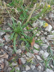 Plantago coronopus