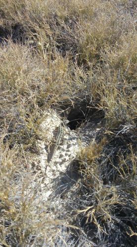 Goldman's Bunchgrass Lizard