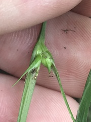 Carex jamesii