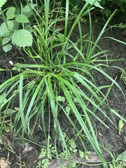 Carex jamesii