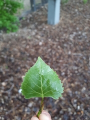 Populus deltoides