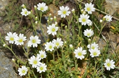 Cerastium gibraltaricum