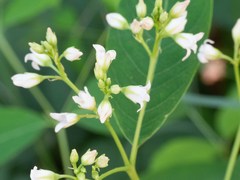 Apocynum × floribundum