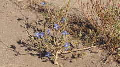 Eriastrum sapphirinum sapphirinum