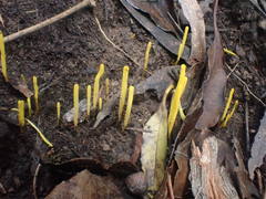 Clavaria tenuipes