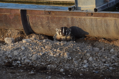 American Badger photographed in Nevada