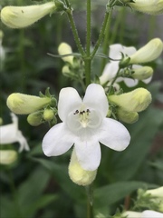 Penstemon