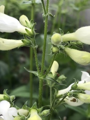 Penstemon