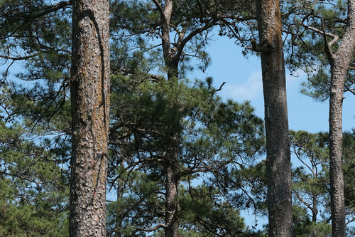 Pinus taeda