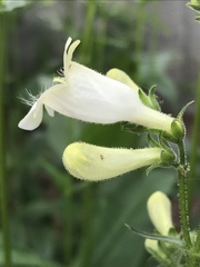 Penstemon