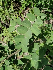 Indigofera lindheimeriana