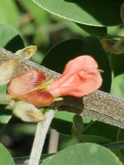 Indigofera lindheimeriana