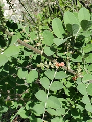 Indigofera lindheimeriana