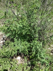 Indigofera lindheimeriana