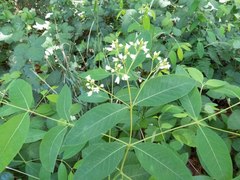 Apocynum × floribundum