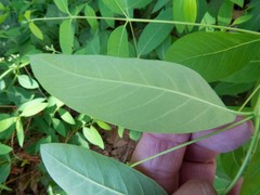 Apocynum × floribundum