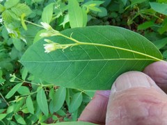 Apocynum × floribundum