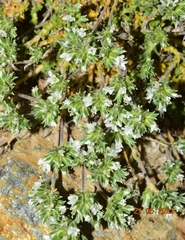 Arenaria armerina