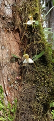 Masdevallia xanthina