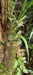 Masdevallia xanthina