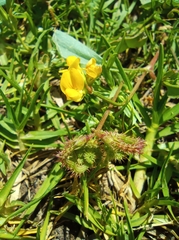 Scorpiurus muricatus