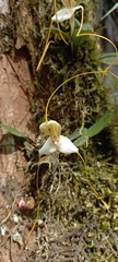 Masdevallia xanthina