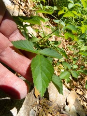 Rubus arizonensis