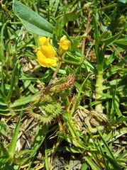 Scorpiurus muricatus