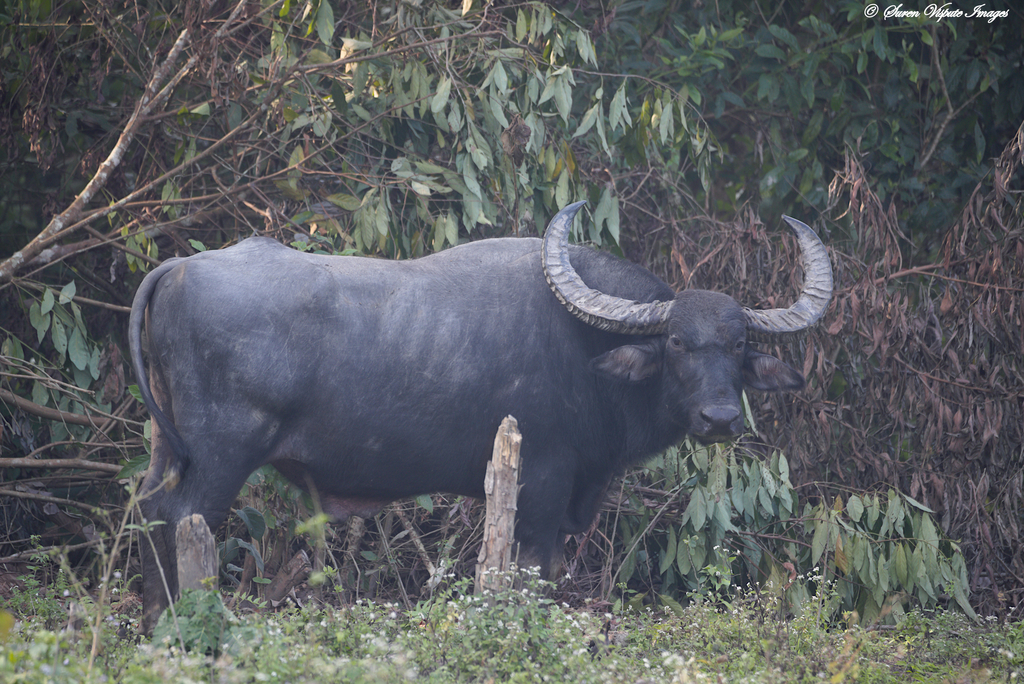 Domestic Water Buffalo (Bubalus bubalis) · iNaturalist
