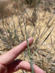 Thinopyrum intermedium intermedium