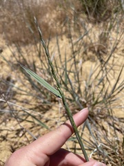 Thinopyrum intermedium intermedium