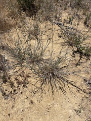 Thinopyrum intermedium intermedium