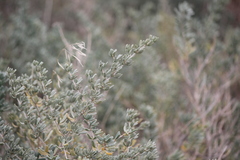 Nitraria billardierei