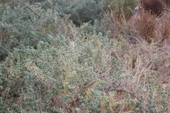 Nitraria billardierei