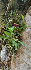 Masdevallia bicolor