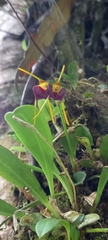Masdevallia bicolor