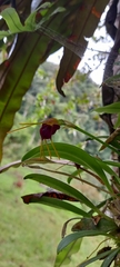 Masdevallia bicolor