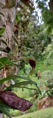 Masdevallia bicolor