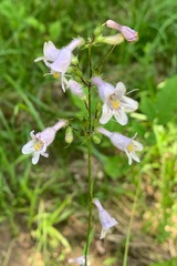 Penstemon laevigatus
