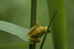 Scinax tsachila