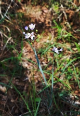 Sisyrinchium elizabethiae