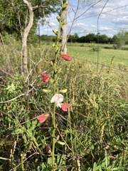 Tephrosia onobrychoides