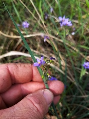 Sisyrinchium elizabethiae